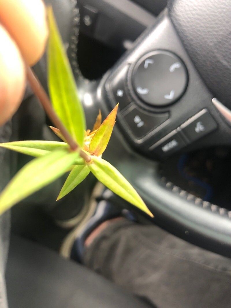 Lysimachia linum-stellatum — search result for 'Lysimachia'