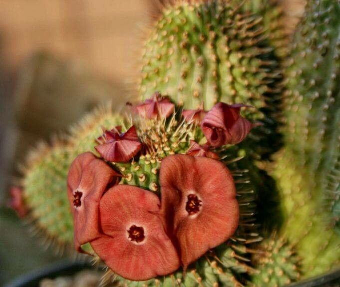 Hoodia juttae — related species from the same genus