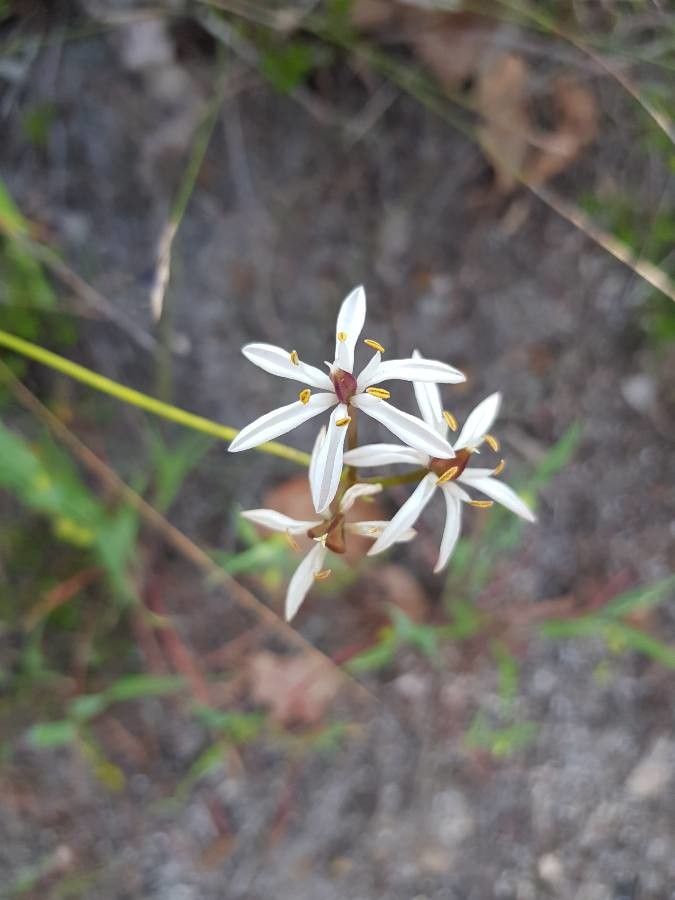 Burchardia bairdiae — related species from the same genus