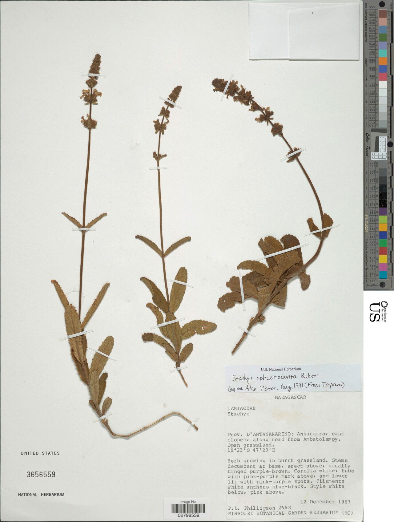 Stachys sphaerodonta — search result for 'Stachys'