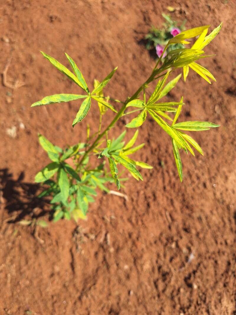 Crotalaria ochroleuca leaf