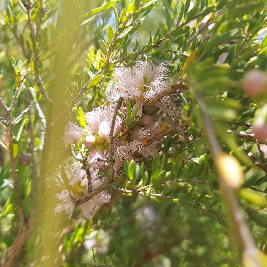 Melaleuca thymifolia — search result for 'Melaleuca'