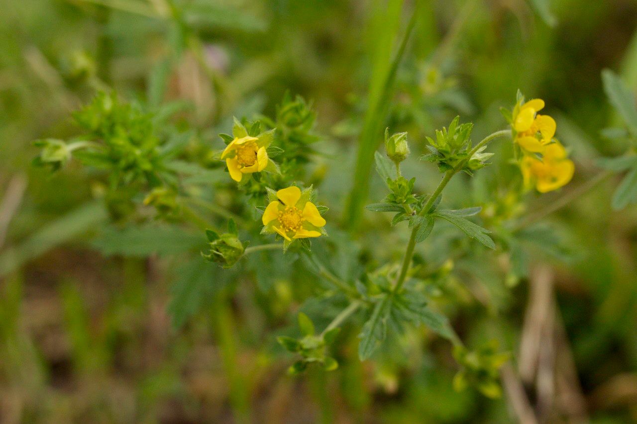 Potentilla intermedia leaf