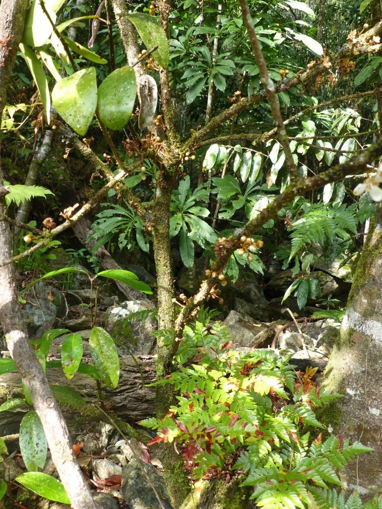 Eugenia tiwakaensis habit