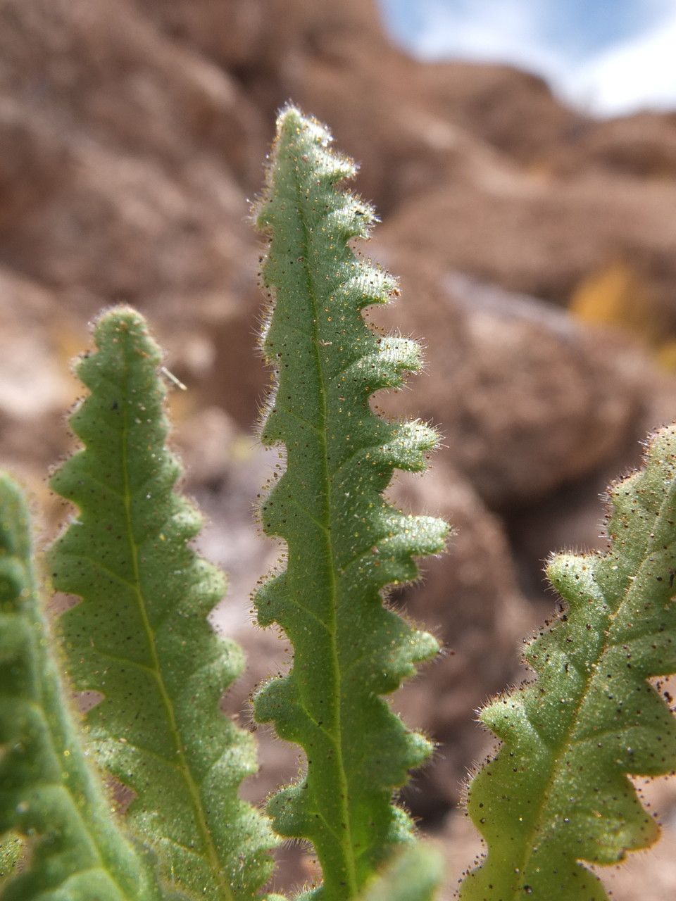 Phacelia pinnatifida — search result for 'Phacelia'