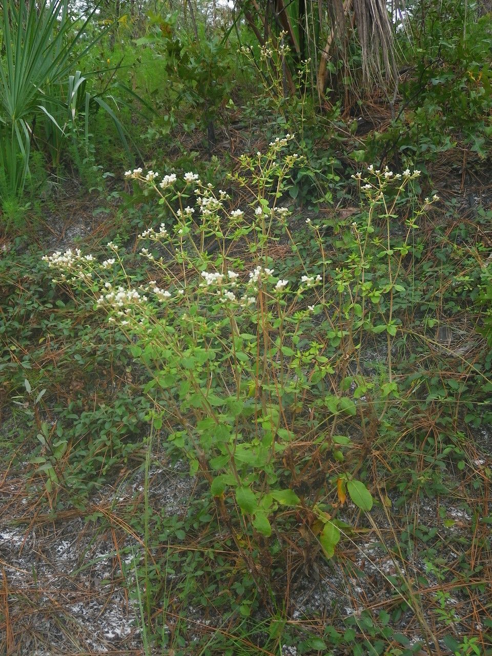 Eriogonum tomentosum habit
