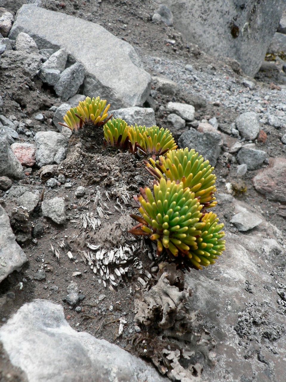 Werneria rigida leaf