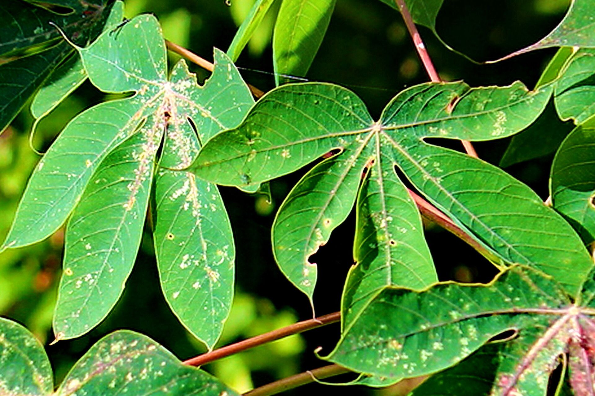 Manihot caudata — houseplant care guide