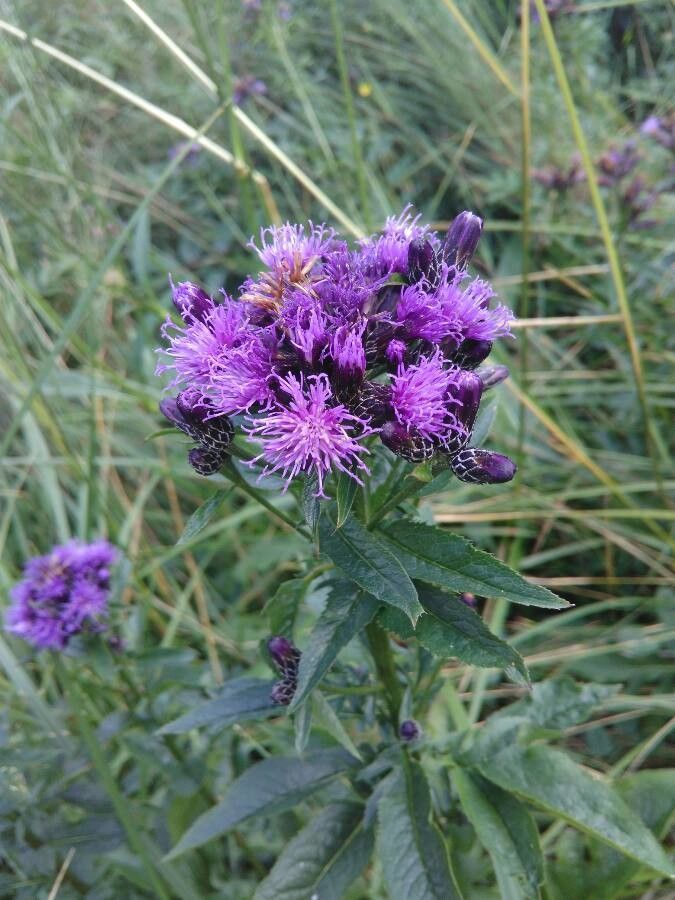Serratula tinctoria flower