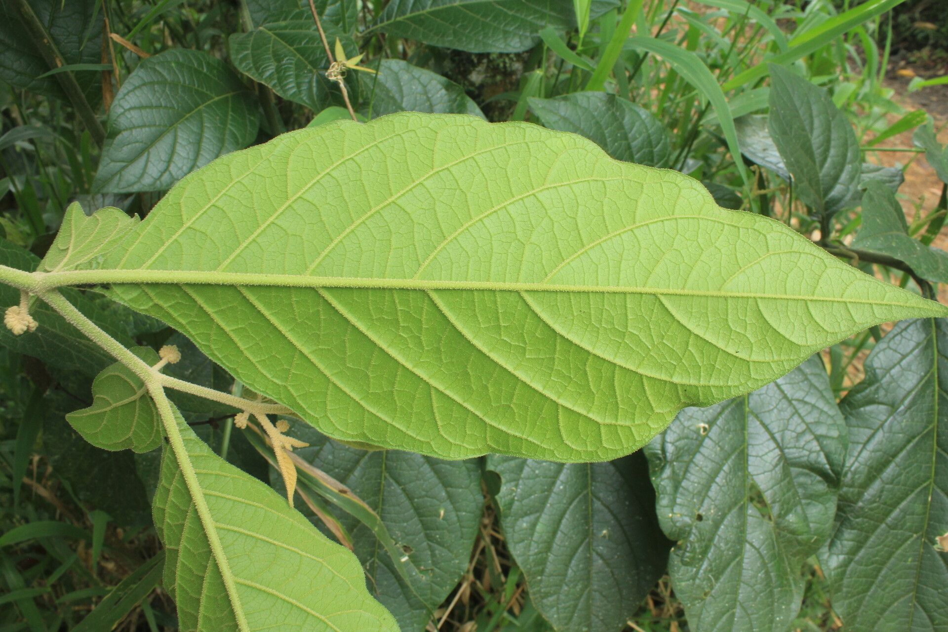 Solanum microleprodes leaf