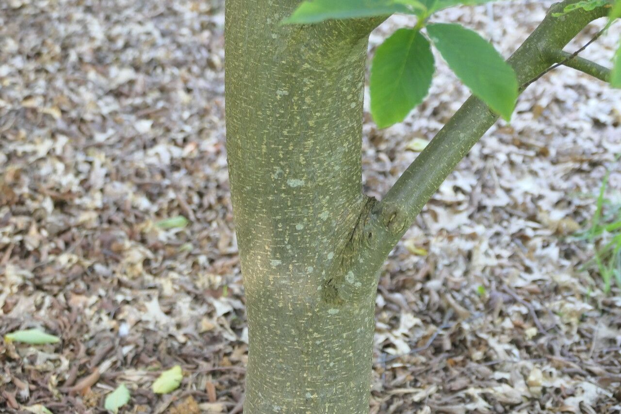 Sorbus meliosmifolia bark