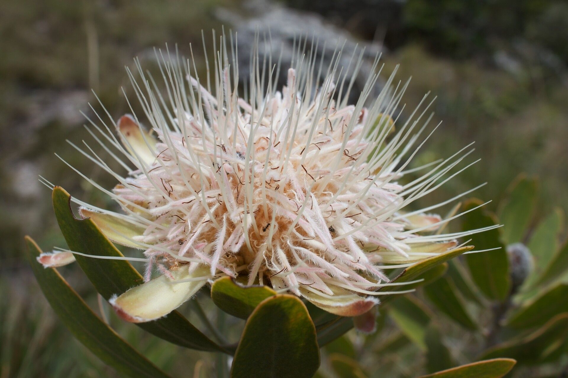 Protea gaguedi — search result for 'Protea'