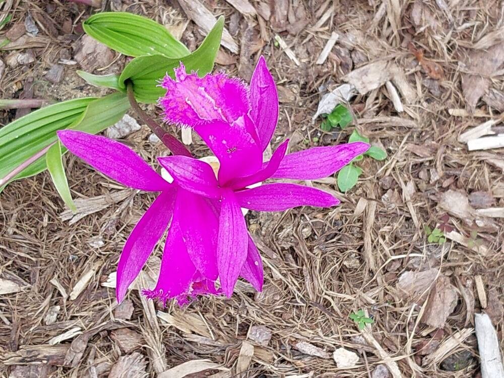 Pleione bulbocodioides — related species from the same genus