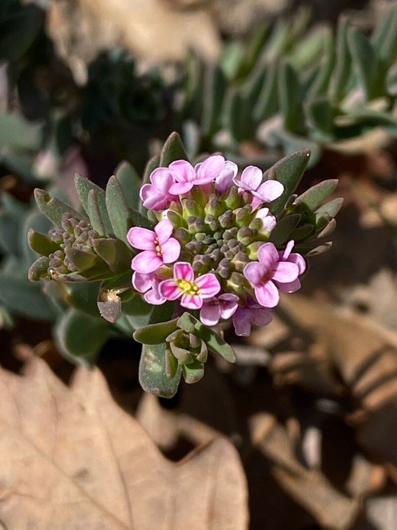 Aethionema saxatile flower