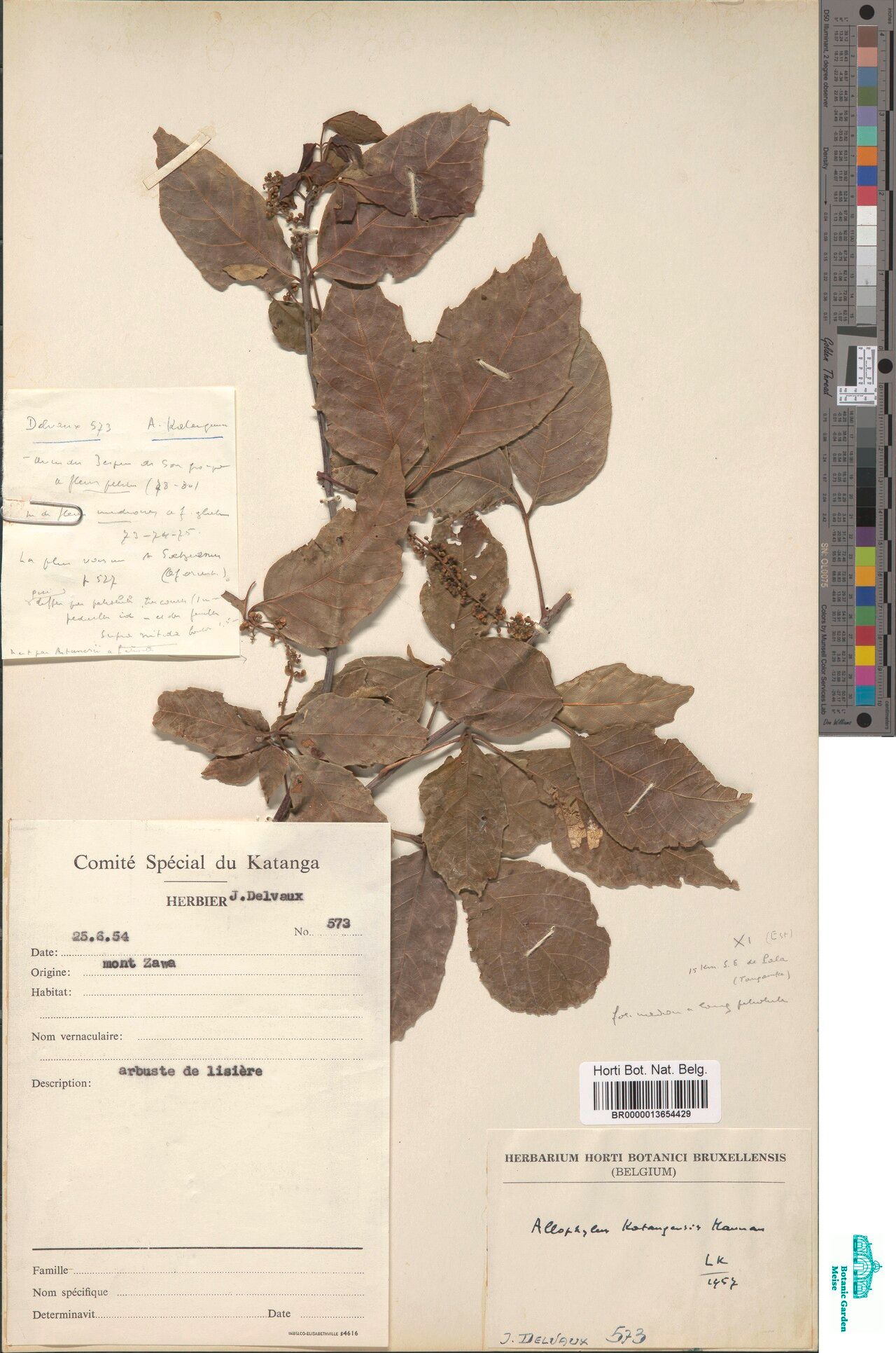 Allophylus katangensis — houseplant care guide