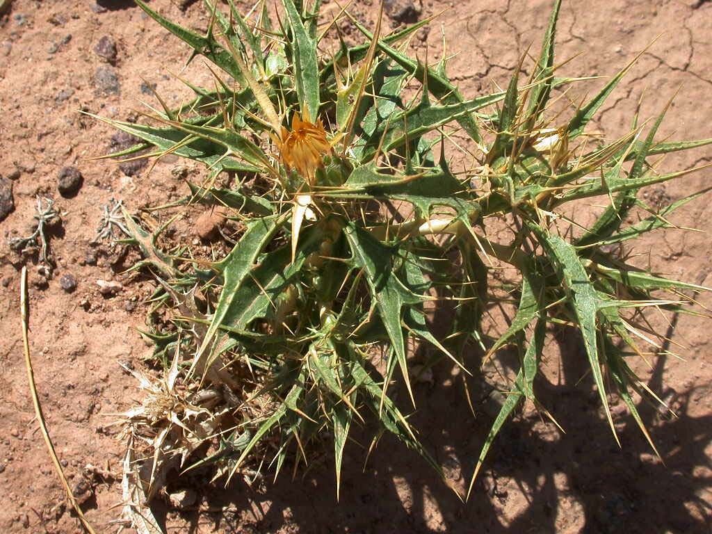 Carlina brachylepis — related species from the same genus