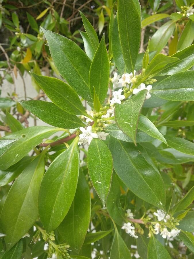Myoporum tenuifolium flower