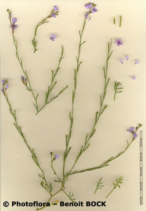 Erucaria erucarioides other