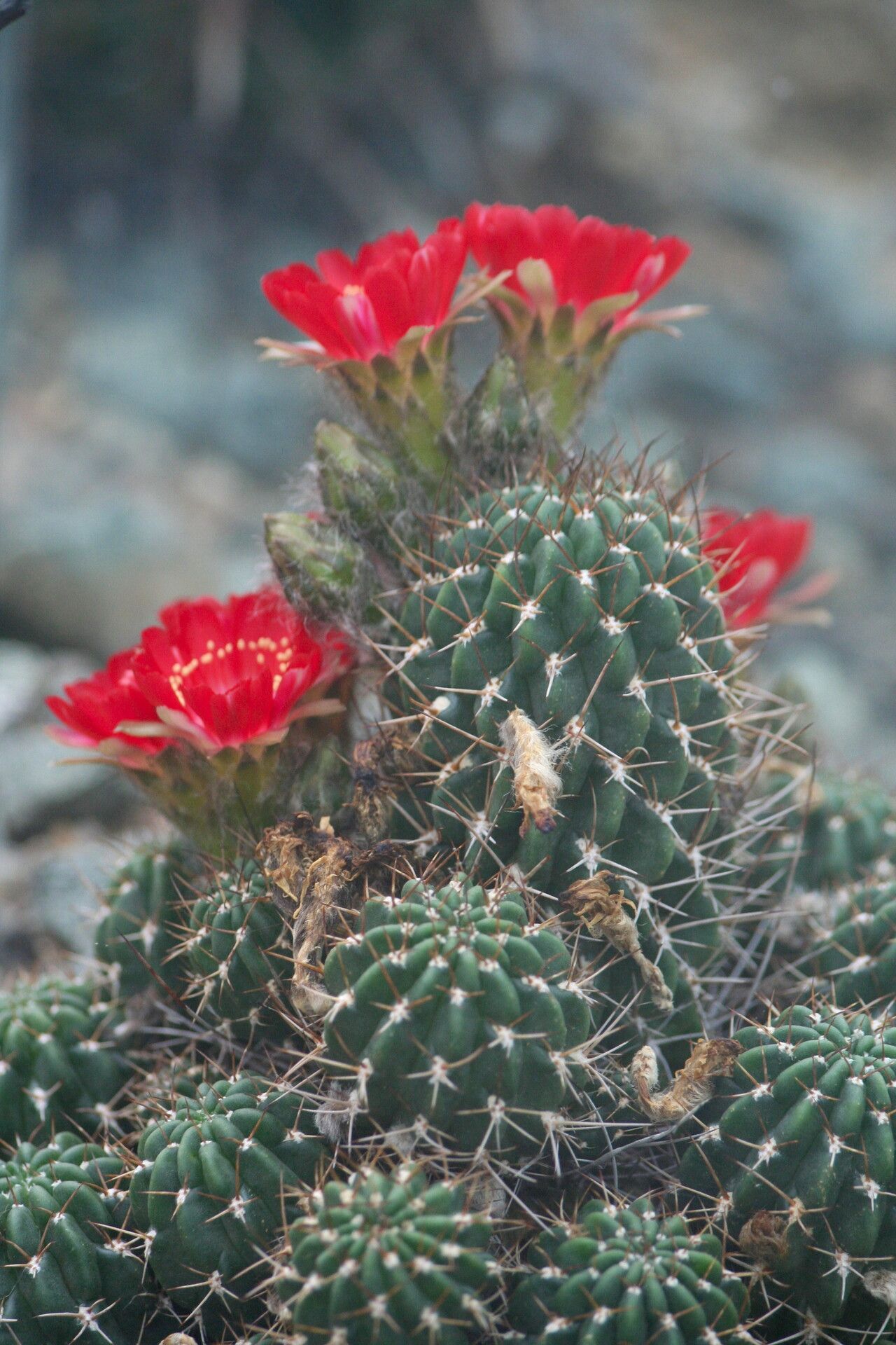 Echinopsis pentlandii — search result for 'Echinopsis'
