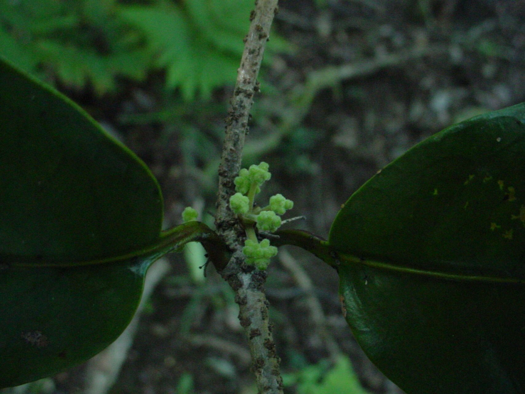 Gynochthodes myrtifolia flower