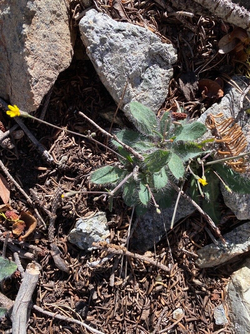 Hieracium horridum — search result for 'Hieracium'
