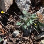 Hieracium horridum