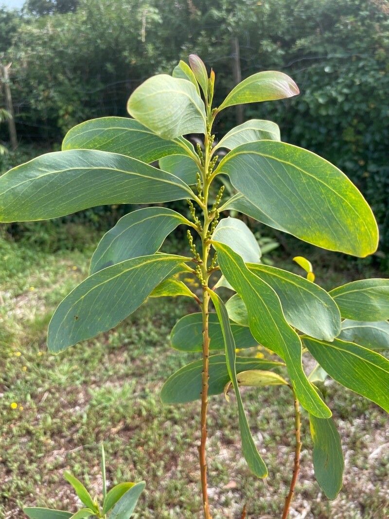 Acacia obliquinervia — houseplant care guide