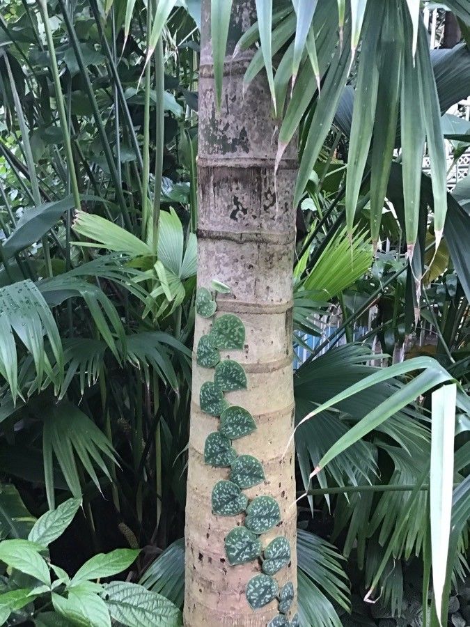 Gaussia gomez-pompae bark