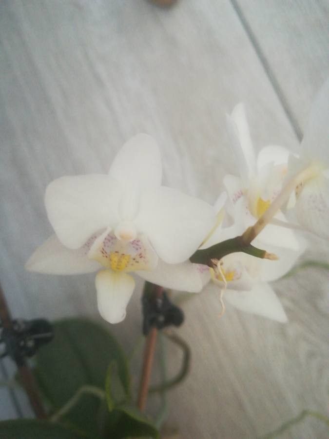 Phalaenopsis gibbosa flower