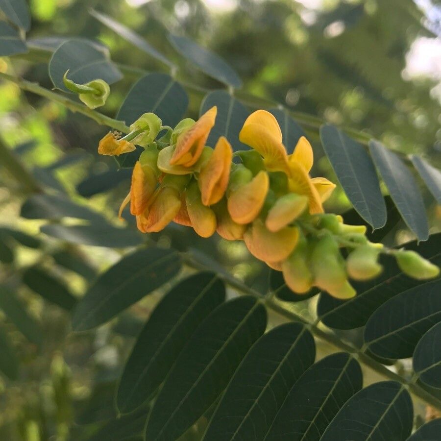 Sesbania drummondii flower