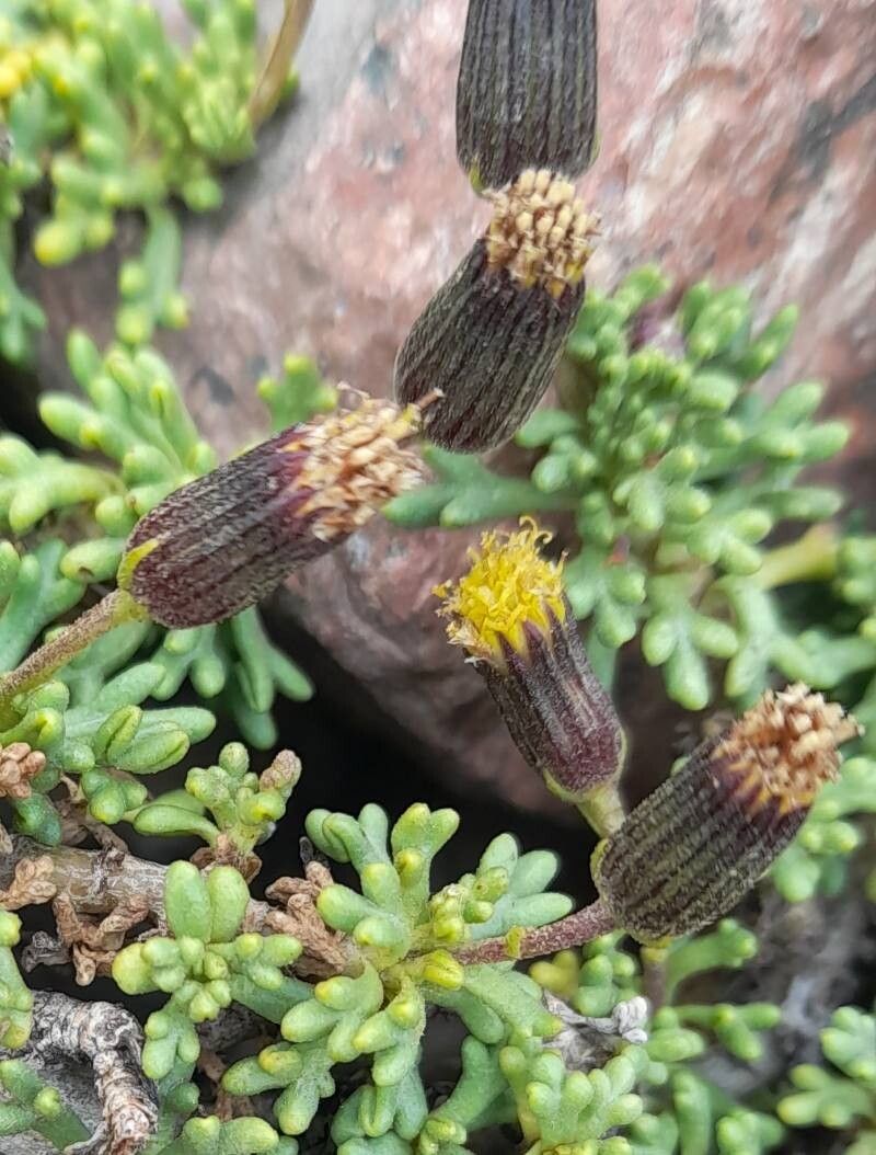 Senecio trifidus other