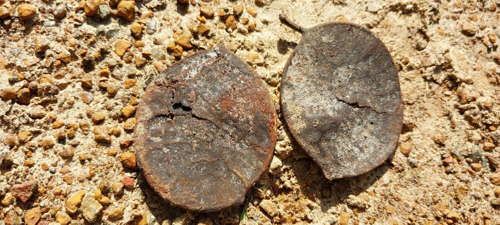 Sindora klaineana fruit