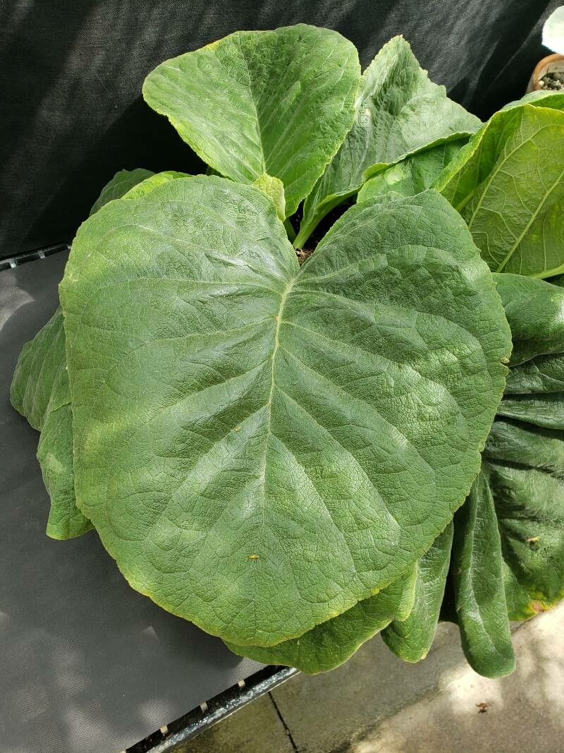 Sinningia defoliata — search result for 'Sinningia'