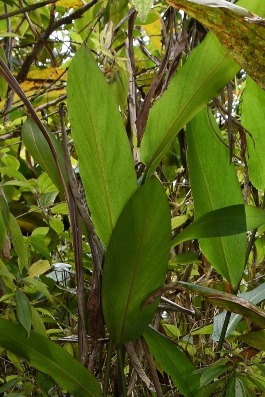 Aframomum angustifolium — search result for 'Zingiberaceae'