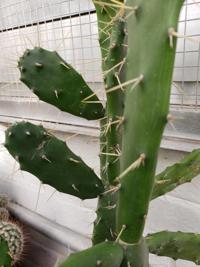 Nopalea dejecta — related species from the same genus