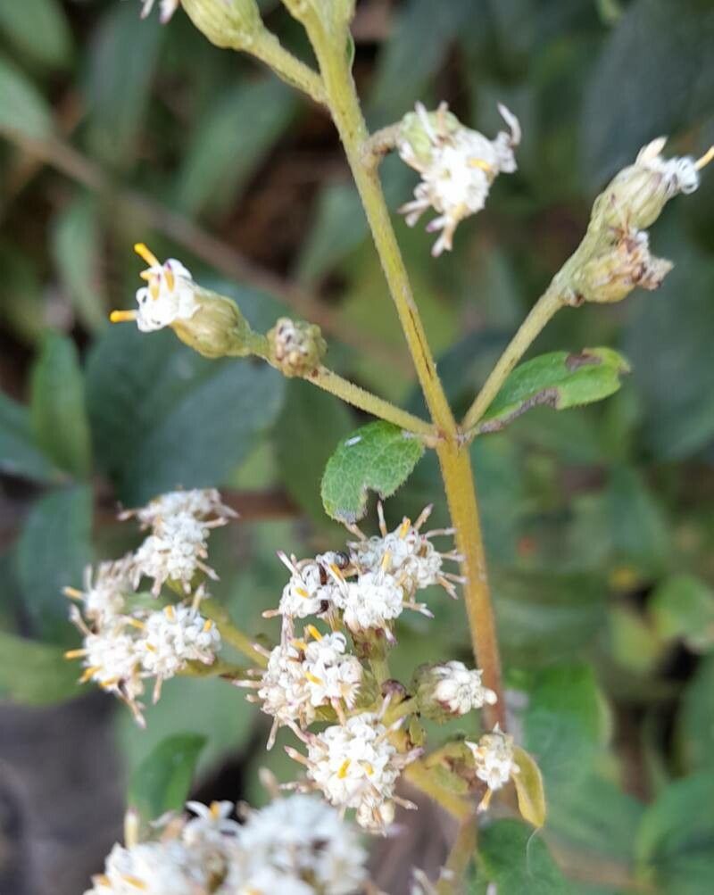 Baccharis racemosa flower