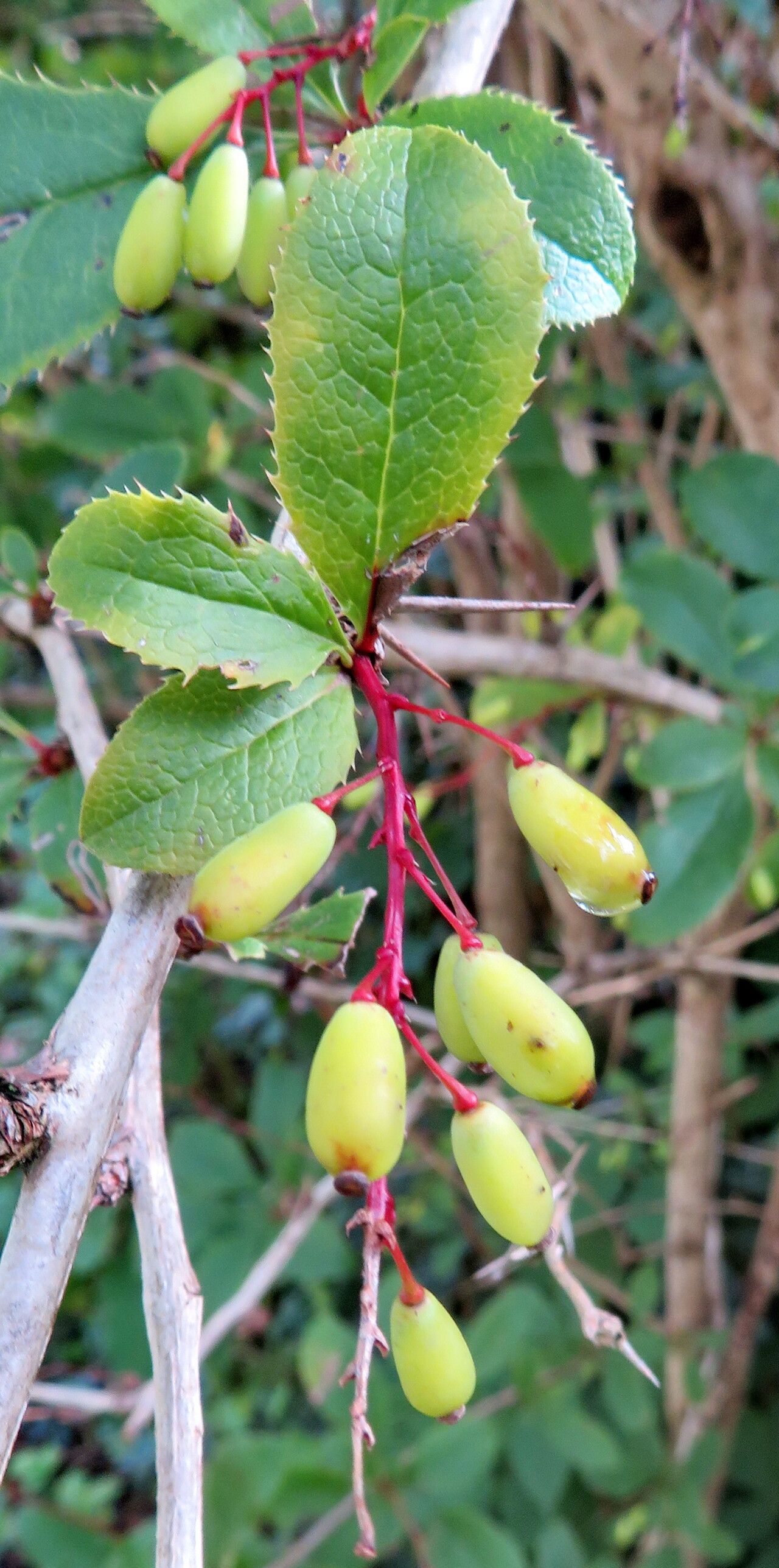 Berberis caroli fruit
