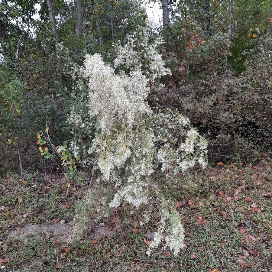Baccharis neglecta habit