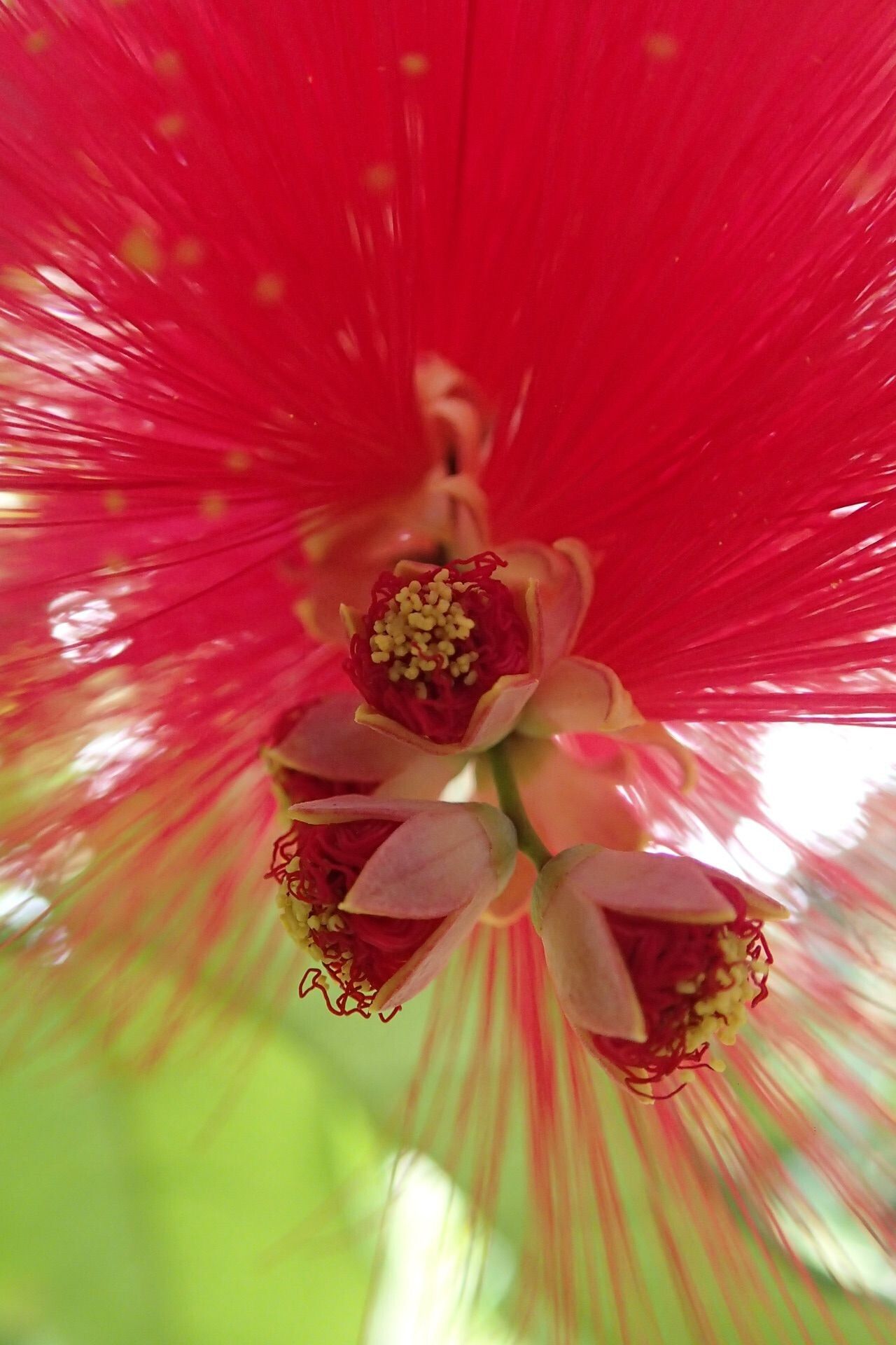 Archidendropsis paivana flower