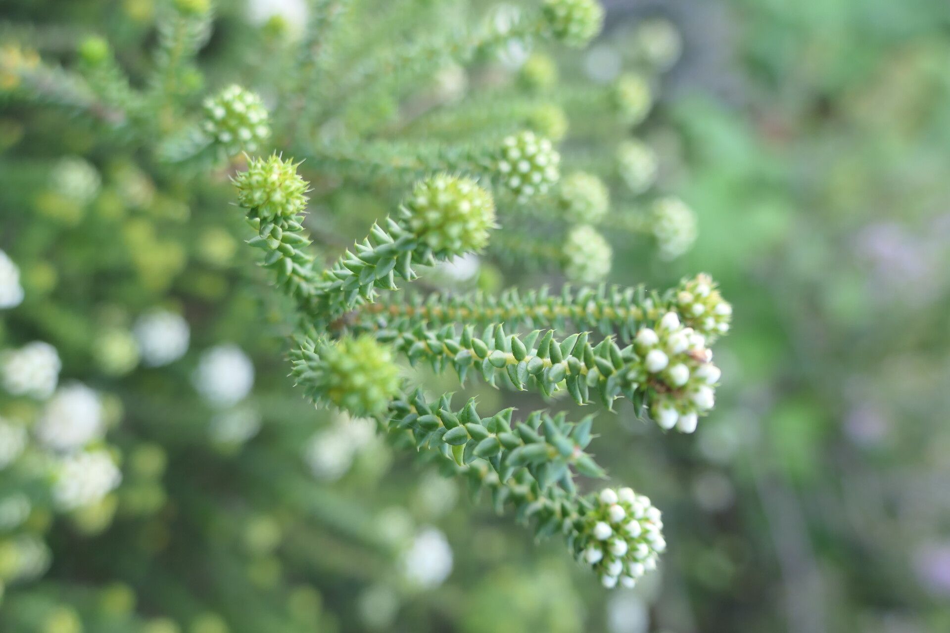 Agathosma apiculata — related species from the same genus