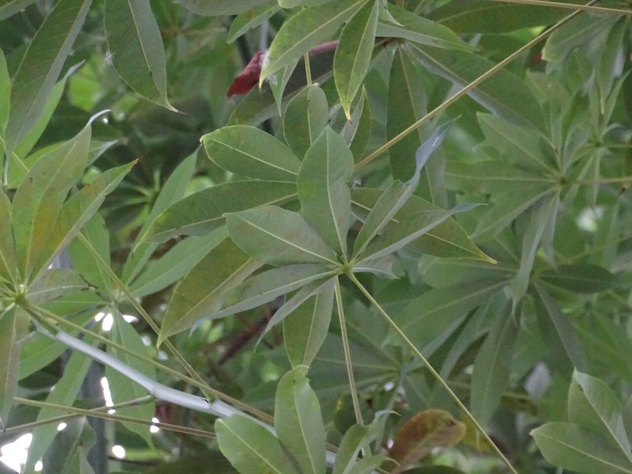 Bombax costatum — large blooms houseplant
