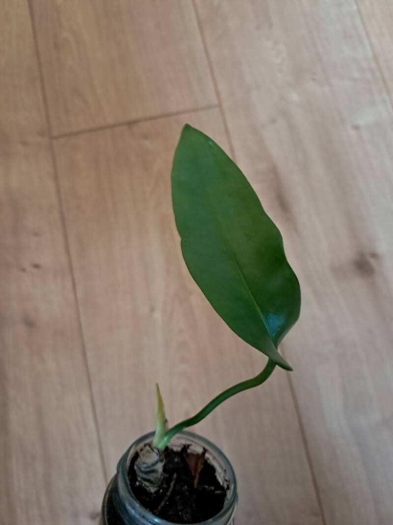 Anthurium pallidiflorum leaf