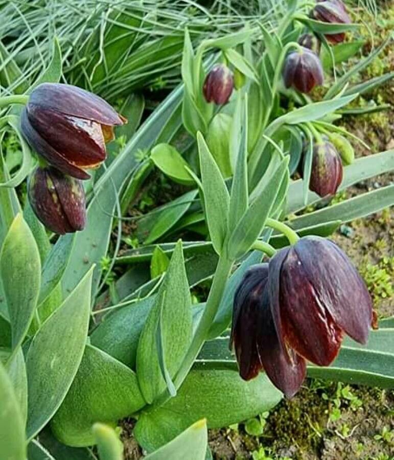 Fritillaria davisii flower