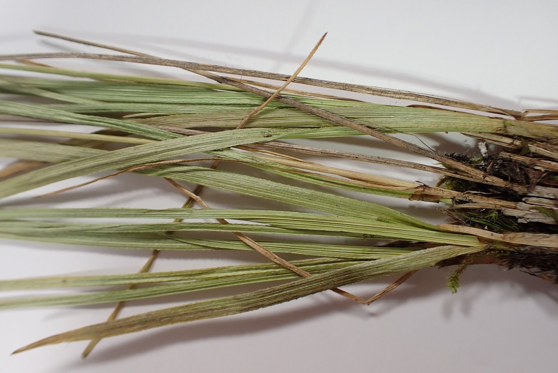 Carex esenbeckii — houseplant care guide