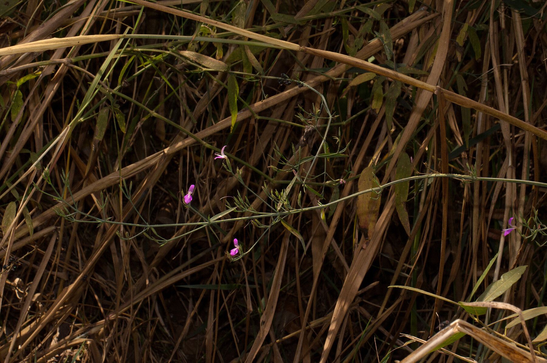 Dicliptera hensii habit