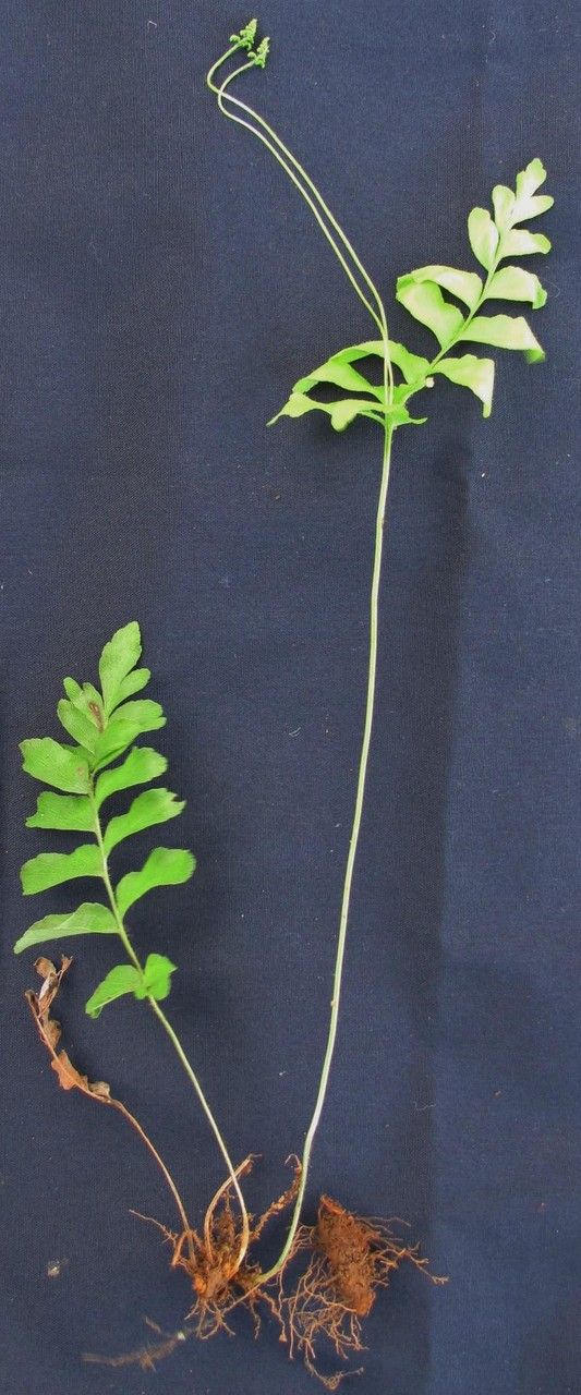 Anemia pastinacaria other