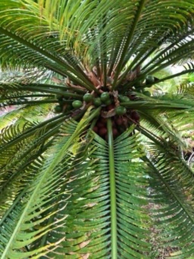 Cycas seemannii other