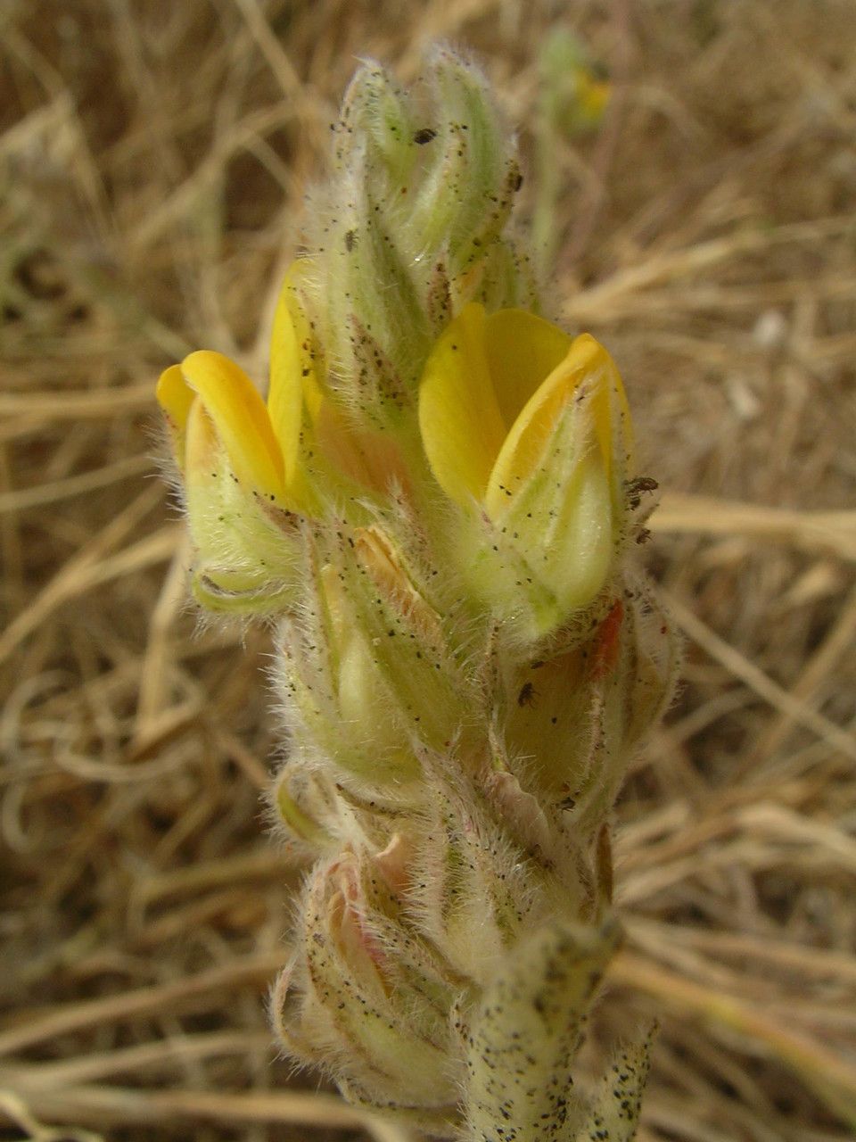 Crotalaria ebenoides flower