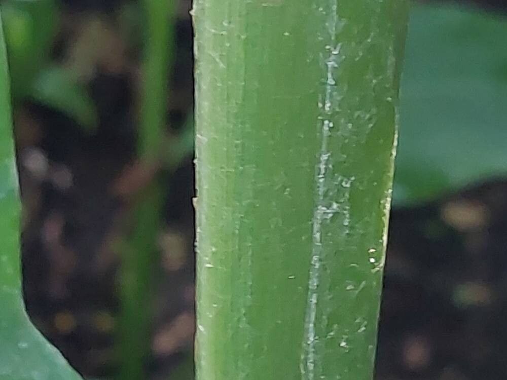 Episcia punctata bark