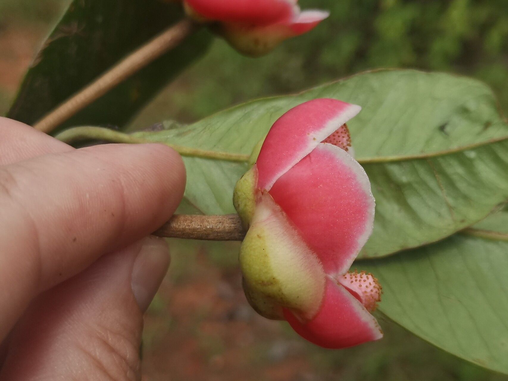 Allanblackia gabonensis — related species from the same genus
